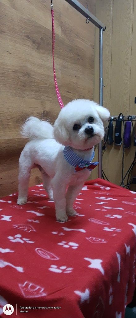 Salon Canin si Felin Timisoara