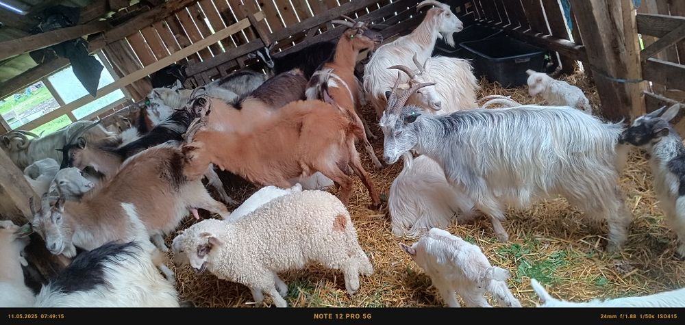 Vând 20 de capre tinere  cu iezi cu tot 1 și cu 2 sau schimb