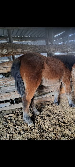 Тай байтал сатылады