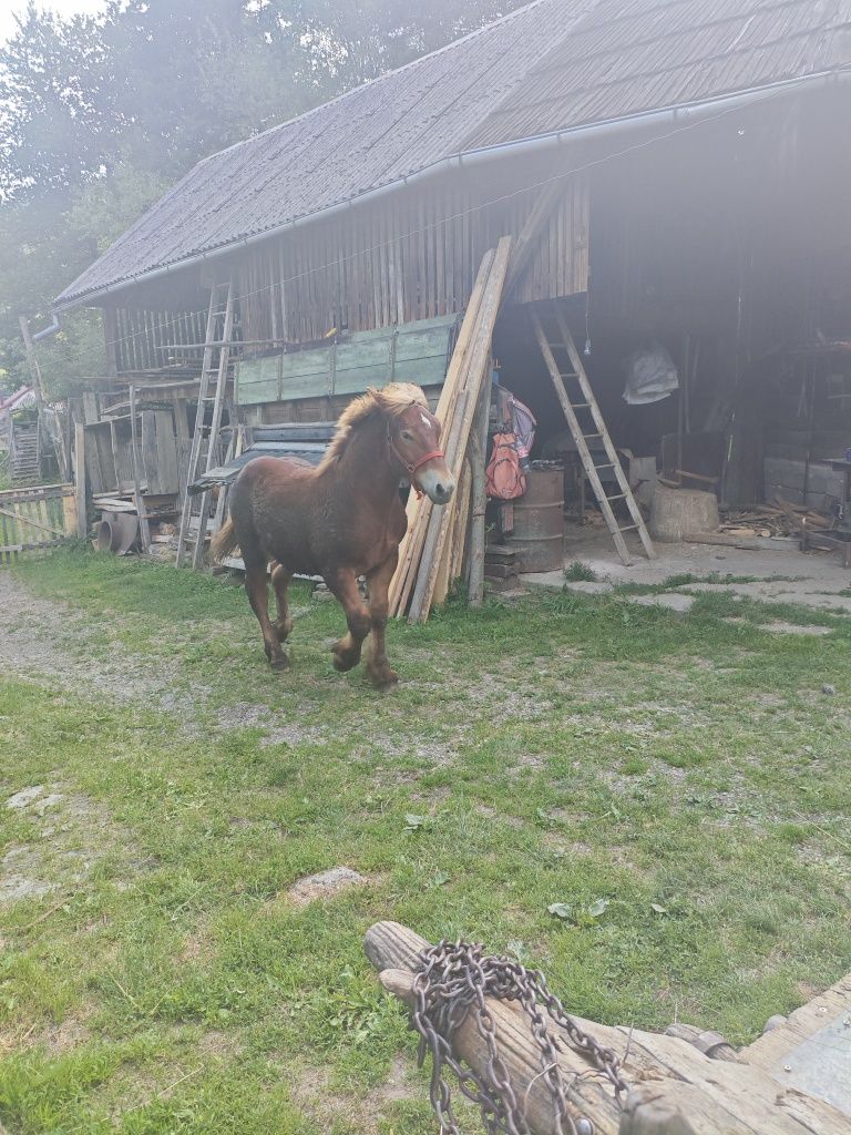 Mânz de vânzare.