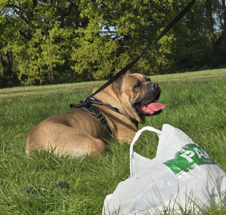 Mascul Cane Corso Formentino cu pedigree FCI, 1 an, dresat