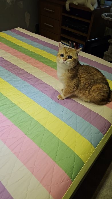 british golden shorthair cu pedigree