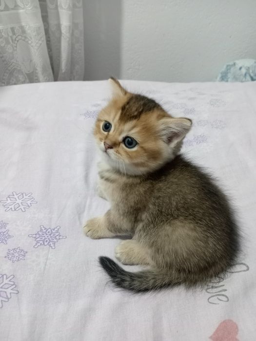 Шотландские котята