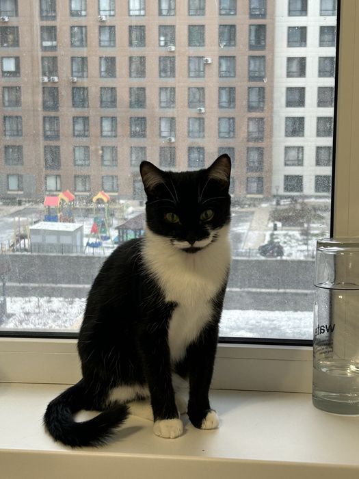 Отдам кошку в добрые руки