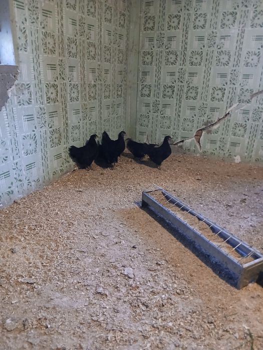 Pui australorp pe negru