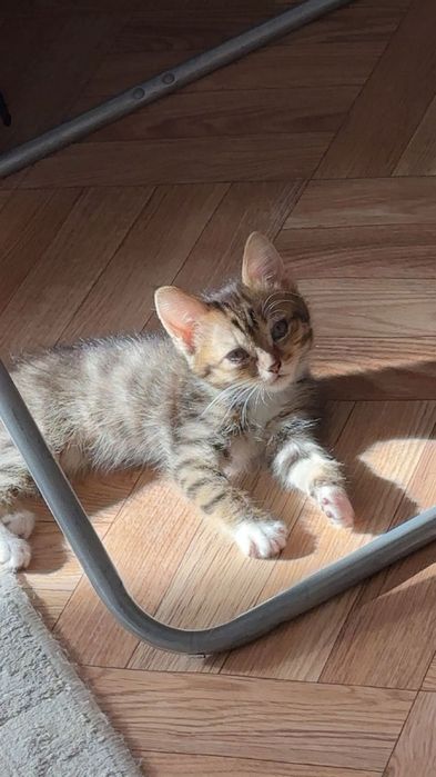 Отдам бесплатно Котенка