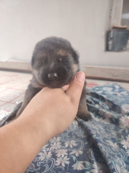 Немецкие овчарки