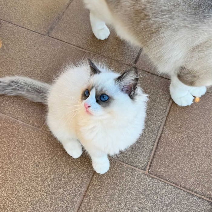 Рагдол котенца на 3 м. търсят своите нови семейства. Ragdoll kittens.