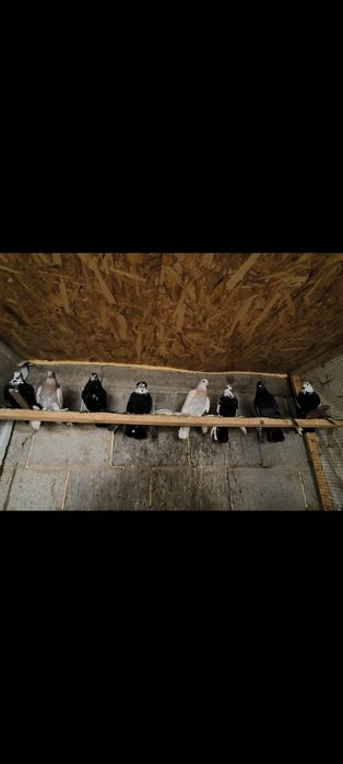 Молодые, Рябоголовые, Сочи