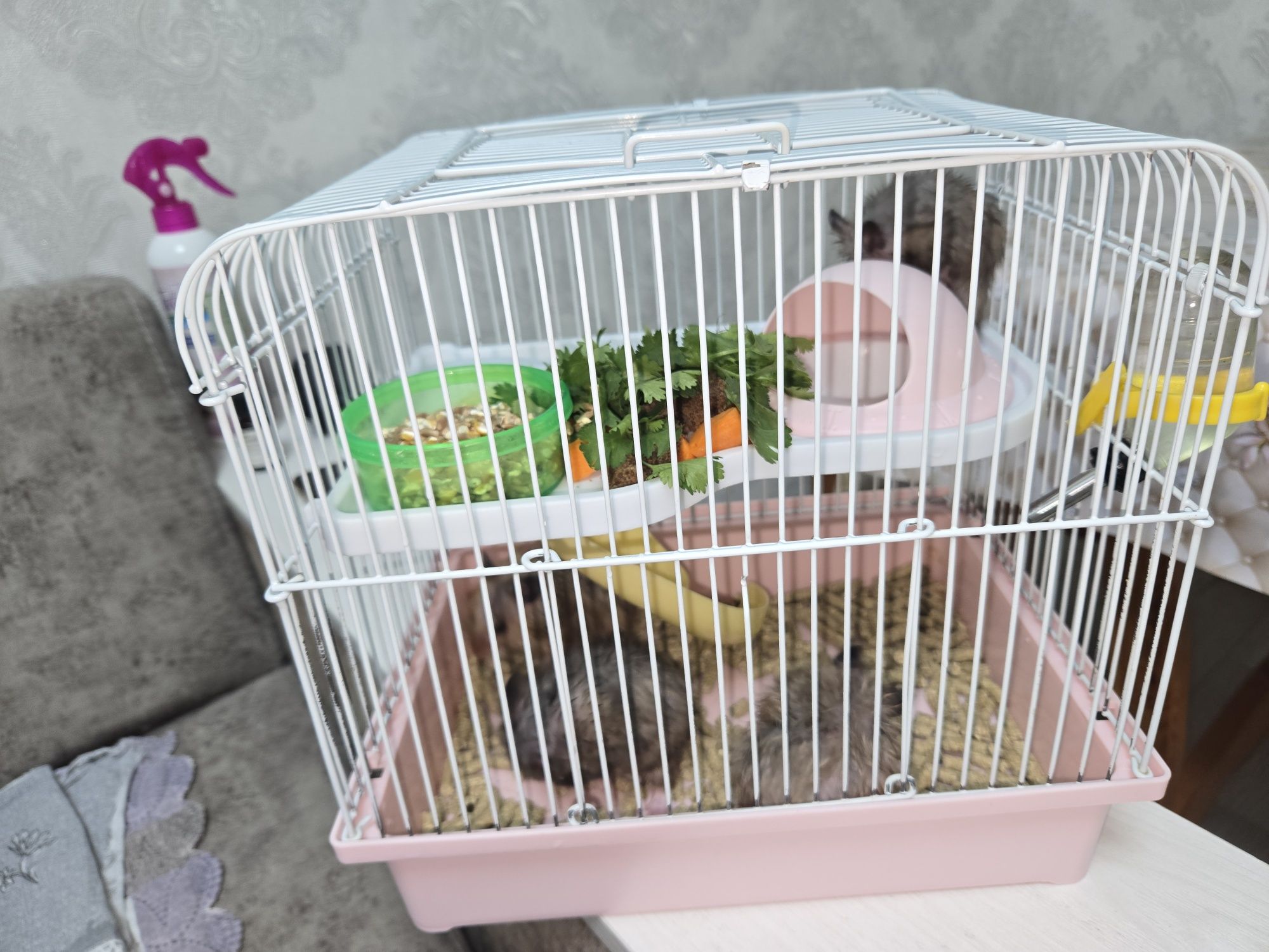 Продаётся сирийские хомяки