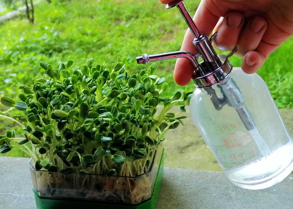 Tavite de germinat seminte pentru vlastari