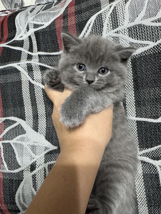 Продается котенок скоттиш страйт мальчик