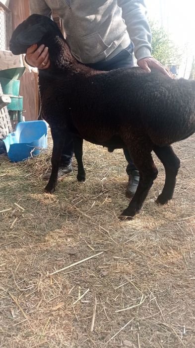 Qochqorlar  sotiladi.