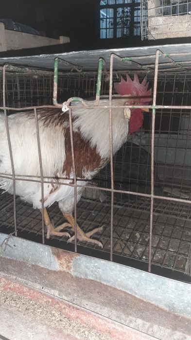 Хуроз Петух (Товук)