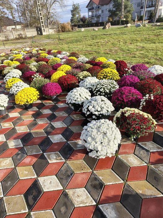 Crizanteme la ghiveci