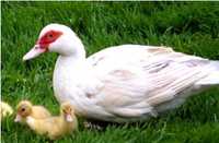 Яйца за люпене или консумация от кокошки и от Неми (мускусни) патици