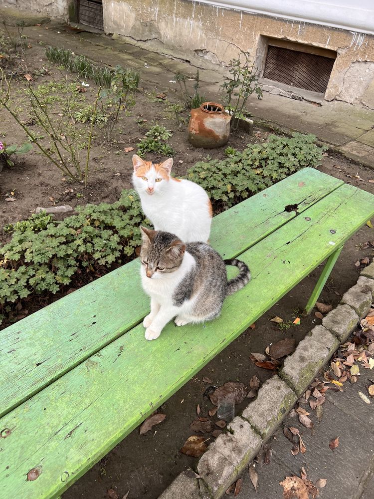 Женски котенца търсят дом,на 6 месеца