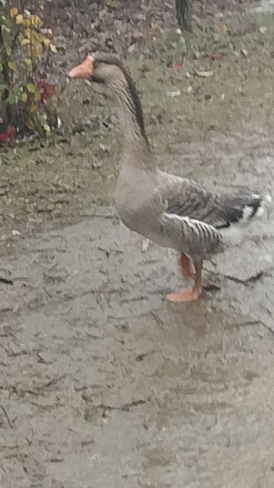 Gâște metis holmogor