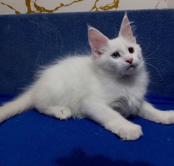 Котята породы Мейн Кун