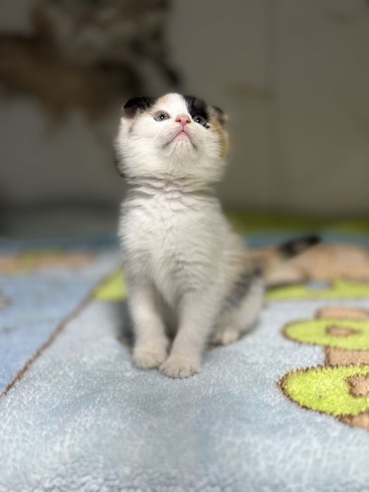 Продаеться девочка