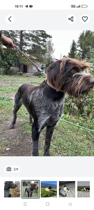 Дратхар 100% работает