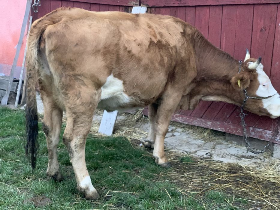 Vand doua vaci cu vitele !