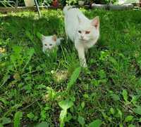 Pui de pisica persana