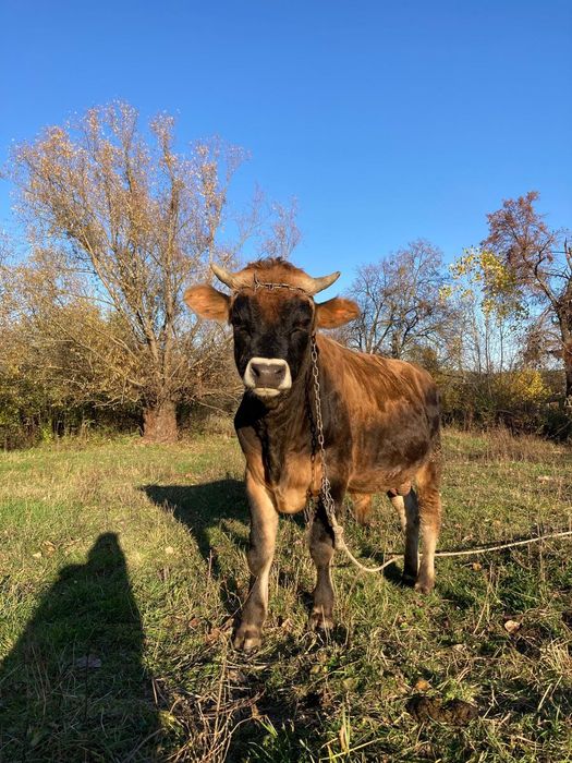 Taur Jersey- 100% rasă pură, ideal prentru reproducție