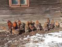 Găini Araucana Gat Auriu