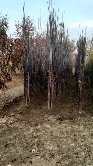 Klyon, yasin, sakura, akatsiya