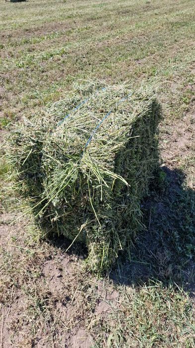 Vând baloți de lucerna