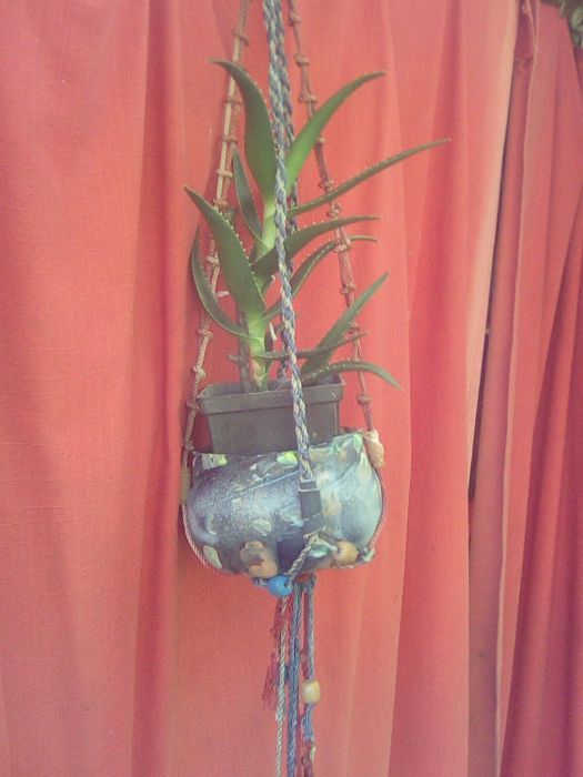 Aloe vera - planta miracol
