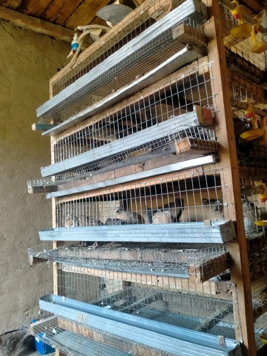 Бодене клетка сатылады