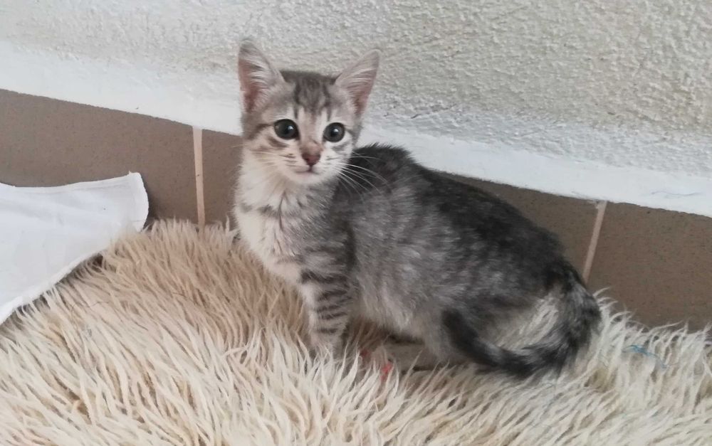 Търся дом за две котета