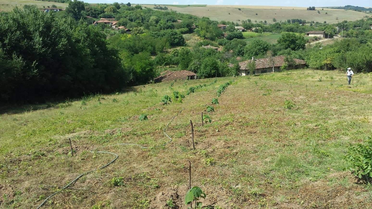 Фиданки и резници пауловния томентоза