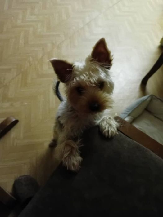 Йоркширский терьер 8 месяцев