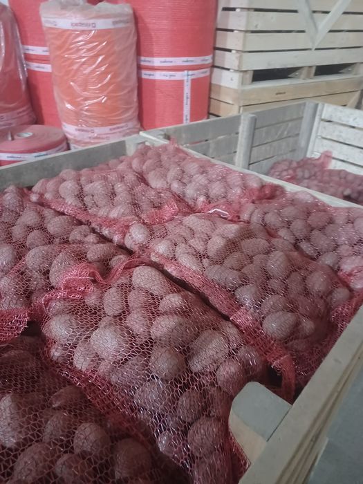 Cartofi consum ambalați la 10 kg, cantitate mare