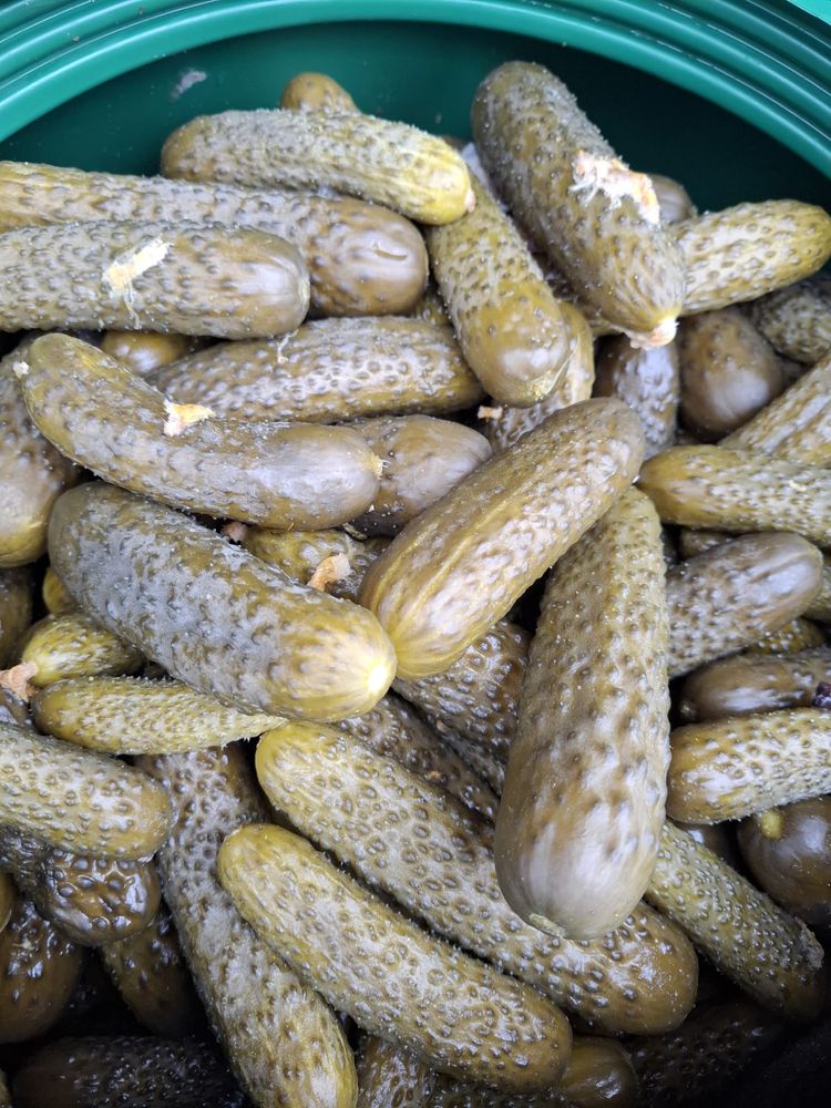 Castraveti deliciosi in saramura