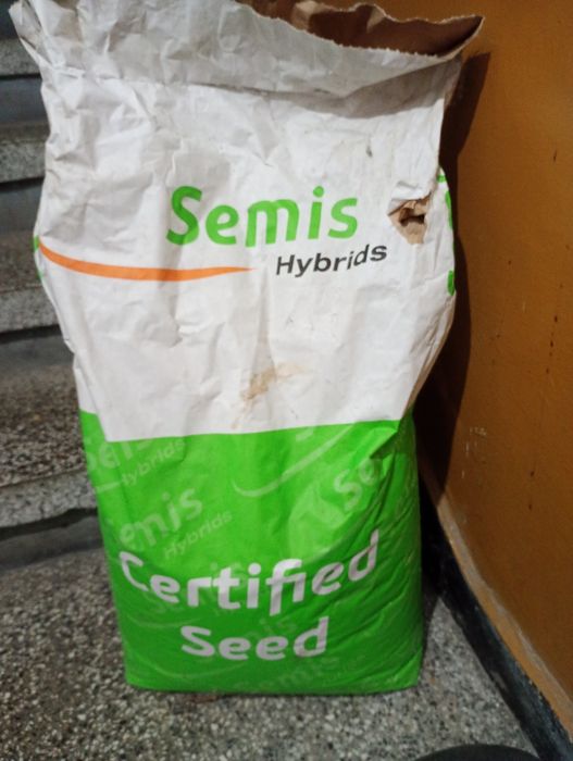 Сорго около 10кх