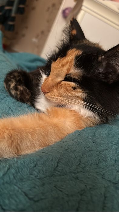 Кошка полугодовалая Даром