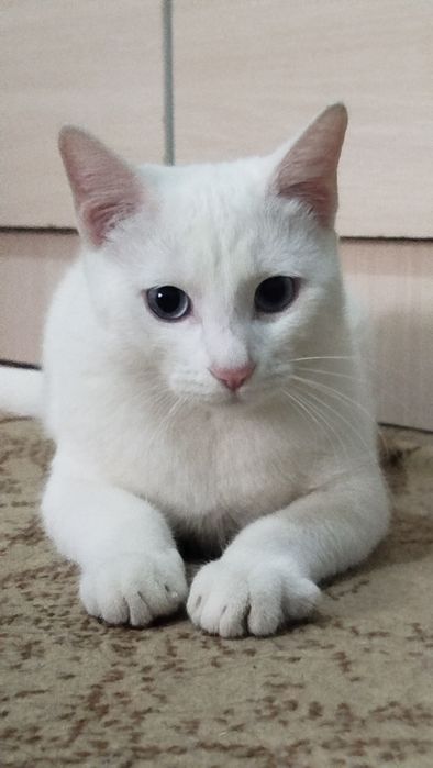 Oq mushukcha 200 minga bervoramiz