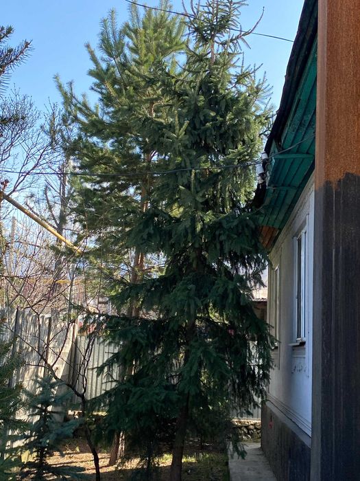 Тяшь_шанские и голубые европейские ели