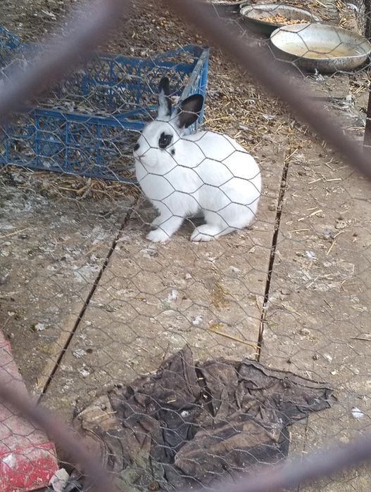 Schimb un mascul cu o femela