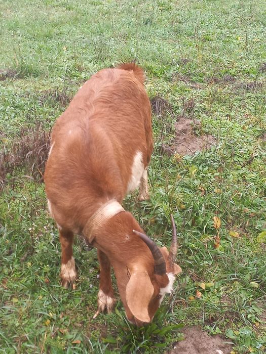 Vând capra gestanta împreuna cu tap