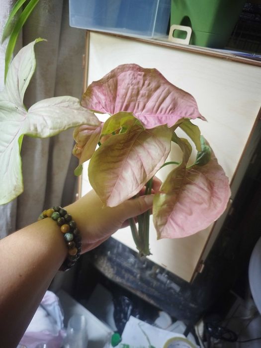 Распродаю комнатные растения дешево