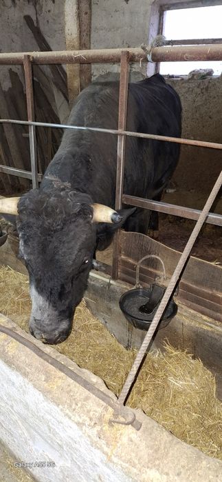 Свободни мъжки телета юници и ялови крави