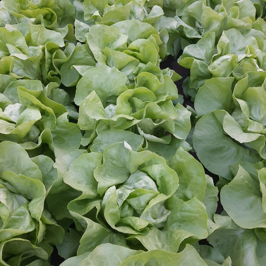 Salata verde touareg