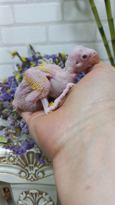 Продаётся  птенец Жёлтого Ожирелового попугая