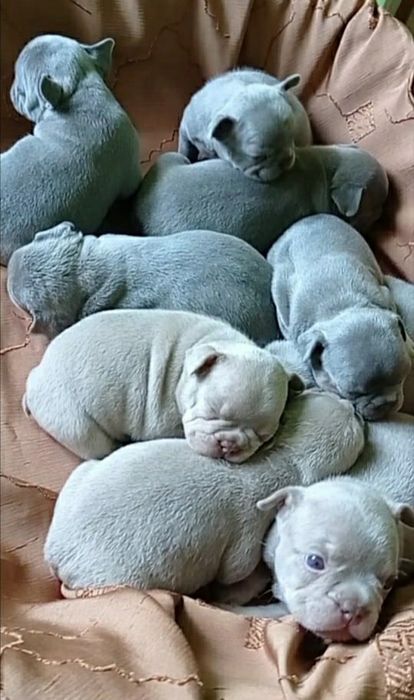 Французские бульдоги