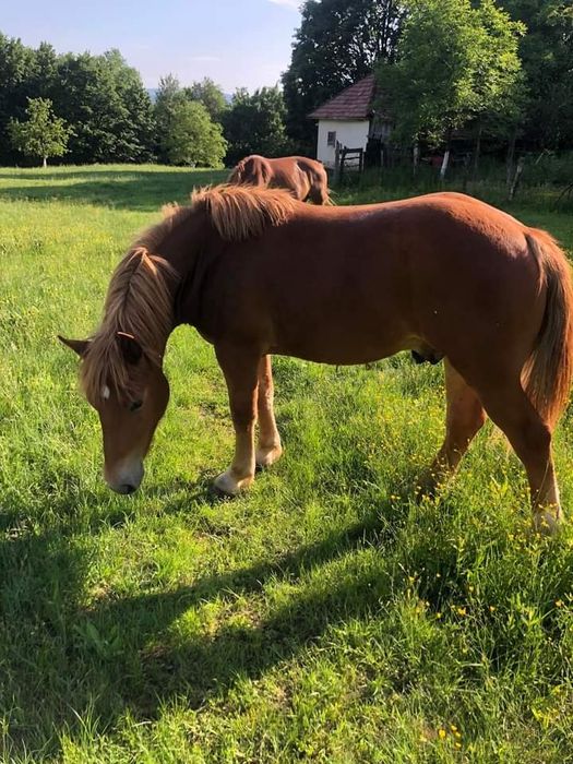 Vând o iapa și un manz